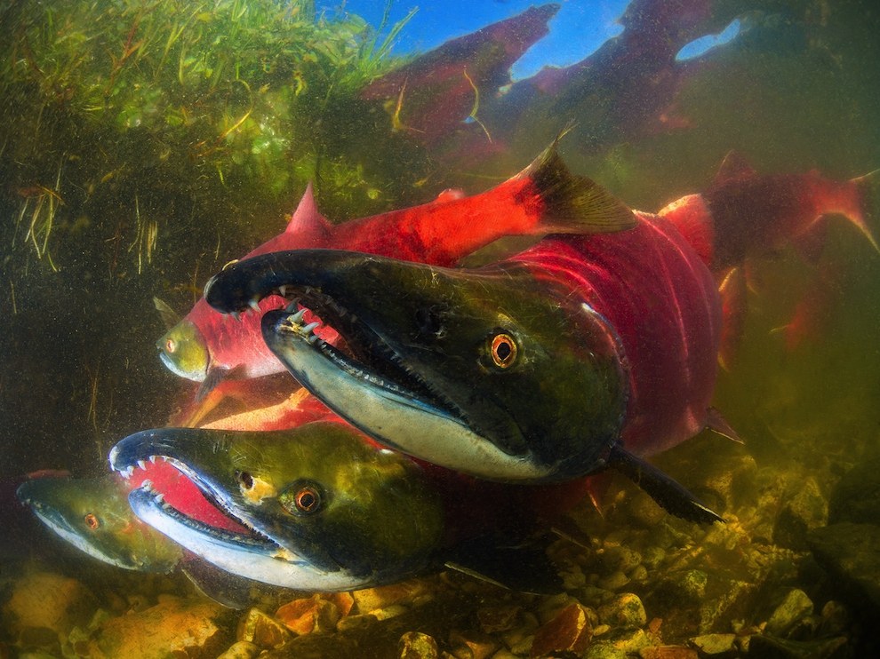 Spawning sockeye salmon, the Commander Islands